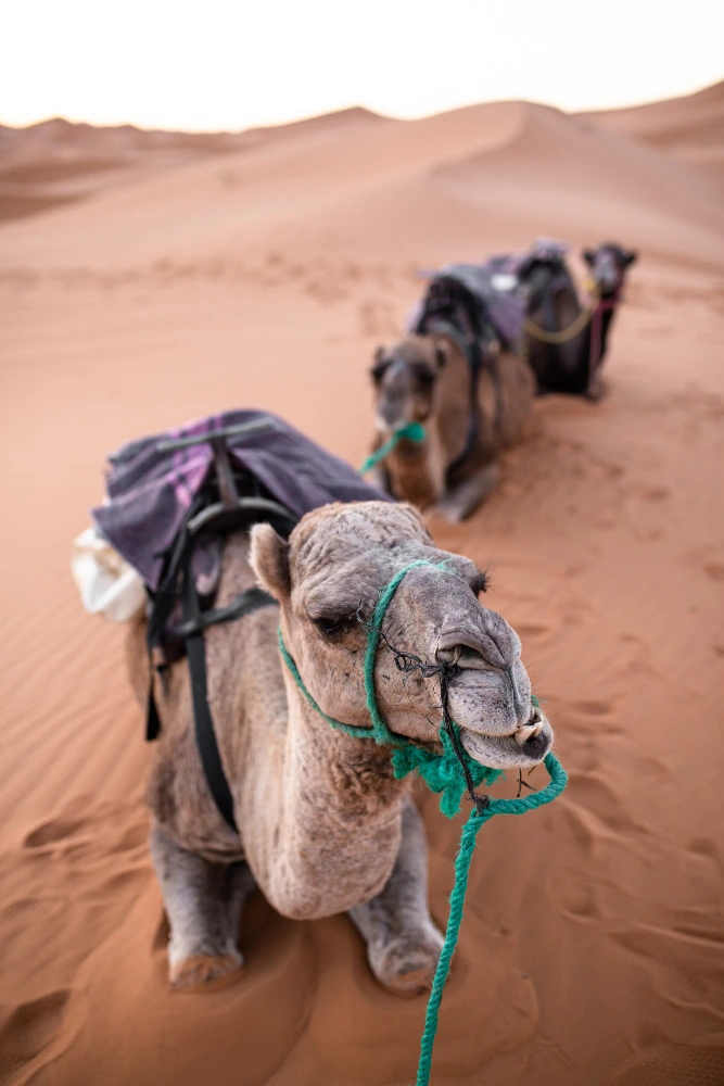 Merzouga Sahara Desert